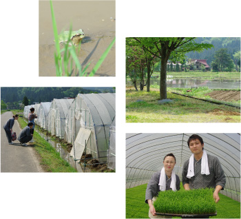 田植え